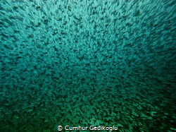 Atherina hepsetus
BIG ESCAPE by Cumhur Gedikoglu 